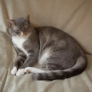 A cat lying on a couch without a collar