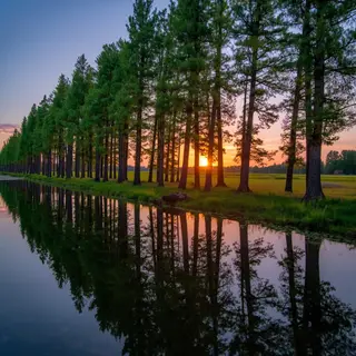 A row of trees reflected in a calm lake at sunset, with the 