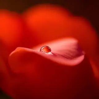 A close-up macro shot of a single dewdrop on a rose petal, s