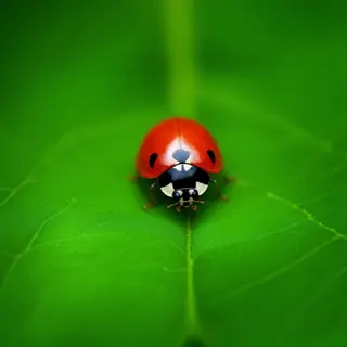 A ladybug sitting on a large green leaf, shown at realistic 