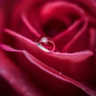 A close-up macro shot of a single dewdrop on a rose petal, s