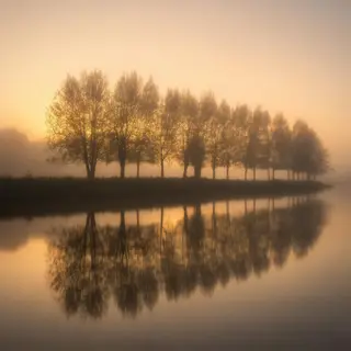 A row of trees reflected in a calm lake at sunset, with the 