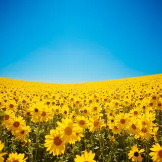 A field of pure sunflower yellow flowers under a clear blue 