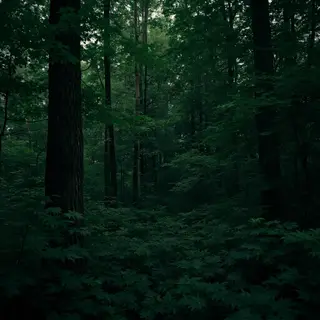 A forest scene where the foliage is precisely #2D5F2D (dark 