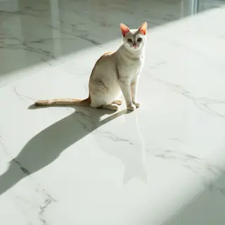 A cat sitting on a polished marble floor with its reflection