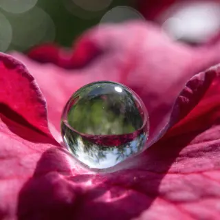 A close-up macro shot of a single dewdrop on a rose petal, s