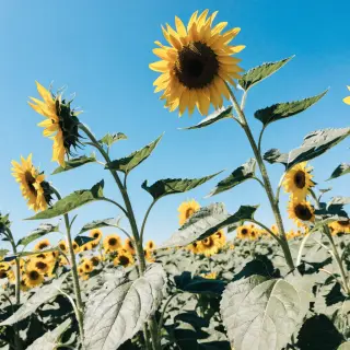 A field of pure sunflower yellow flowers under a clear blue 