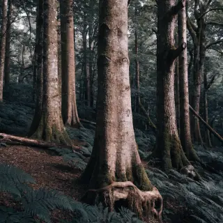 A forest scene where the foliage is precisely #2D5F2D (dark 