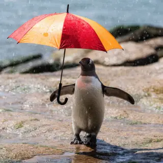 A penguin holding a colorful umbrella