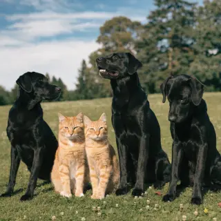 2 orange cats and 3 black dogs sitting together on a grassy 