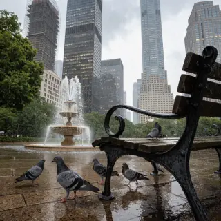 A city park with a park bench and pigeons in the foreground,