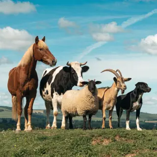 Five animals in a field: a horse on the far left, a cow to t