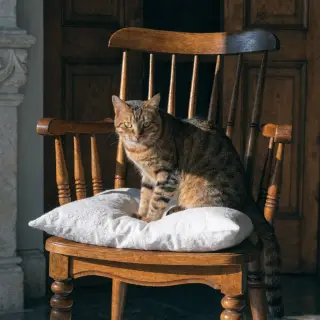 A cat sitting on a pillow, the pillow placed on a wooden cha