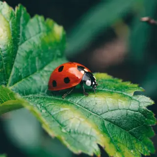 A ladybug sitting on a large green leaf, shown at realistic 