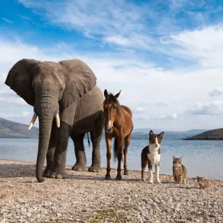 A group photo of an elephant, a horse, a dog, a cat, and a m
