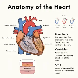 An anatomical illustration of the human heart showing four c